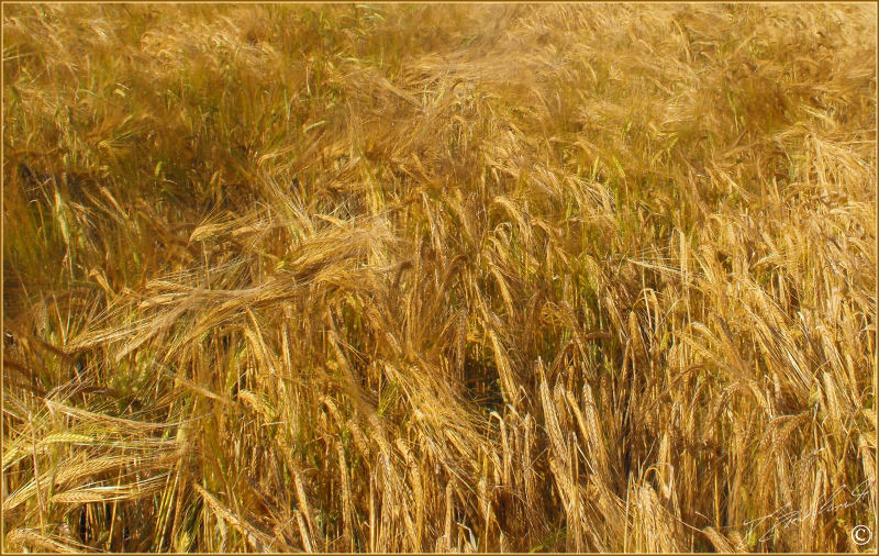 Barley 3