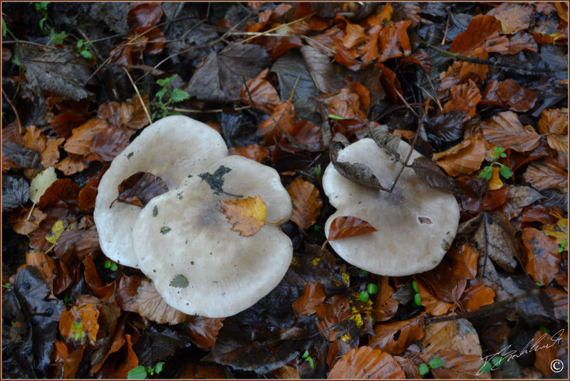 Aniseed Funnel - Clitocybe odora 1