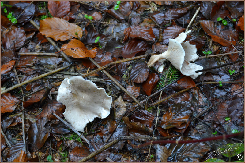 Aniseed Funnel - Clitocybe odora 3