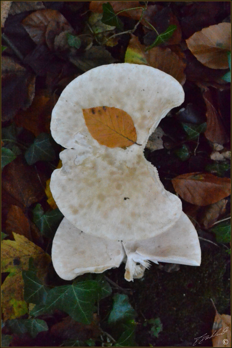 Aniseed Funnel - Clitocybe odora 4