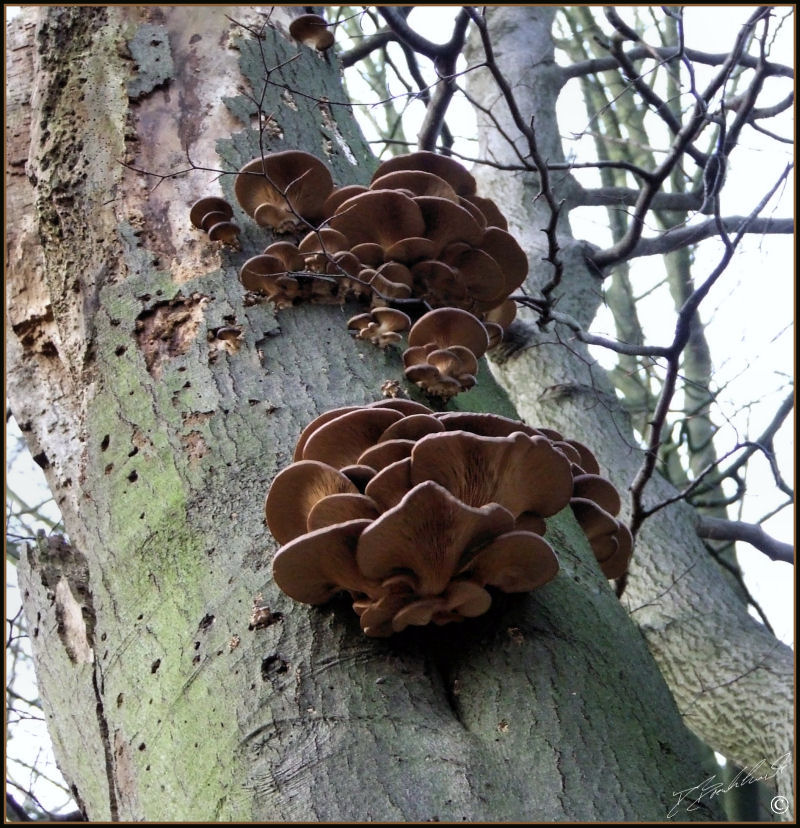 Branched Oyster Mushroom - Pleurotus cornucopiae 2