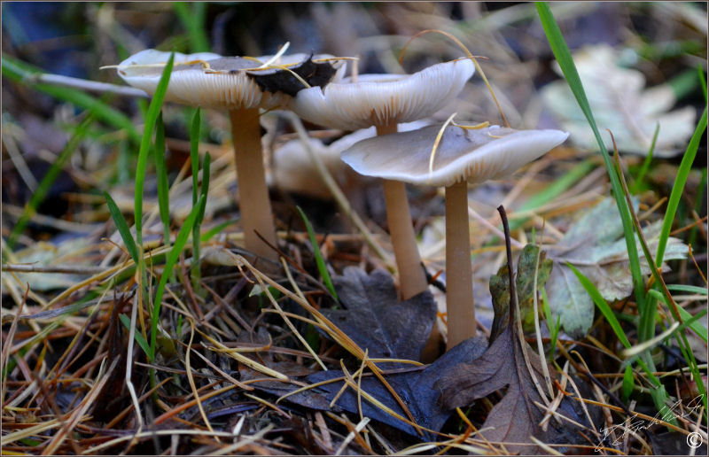 Clouded Funnel - Clitocybe nebularis 2