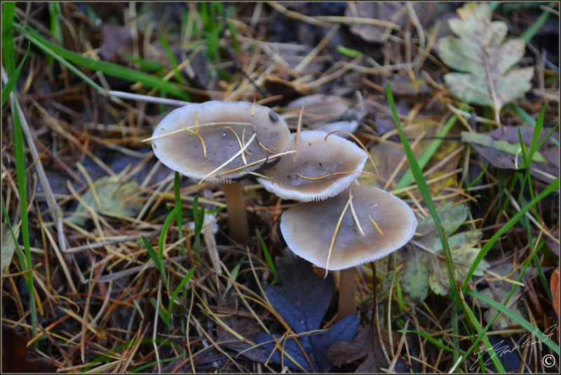 Clouded Funnel - Clitocybe nebularis