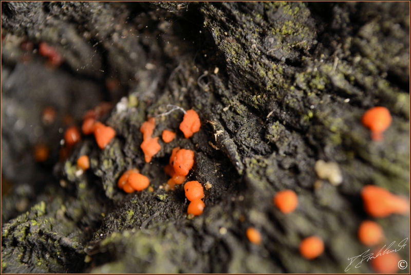 Coral Spot - Nectria cinnabarina