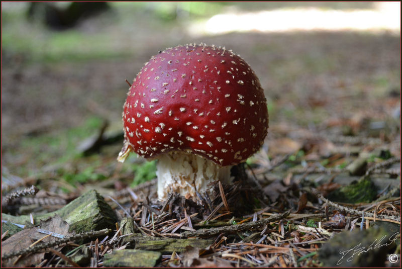 Fly Ageric - Amanita muscaria 2