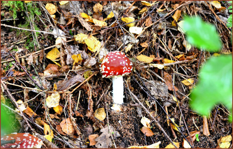 Fly Ageric - Amanita muscaria 3