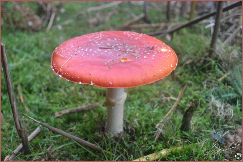 Fly Ageric - Amanita muscaria 4