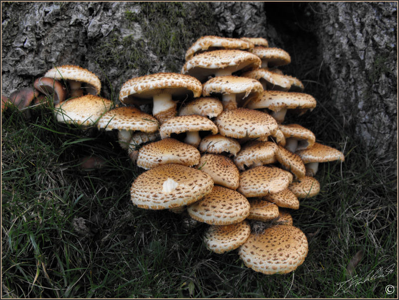 Honey Fungus - Armillaria mellea 1a
