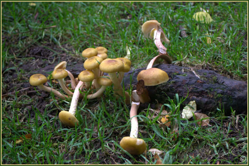 Honey Fungus - Armillaria mellea 3