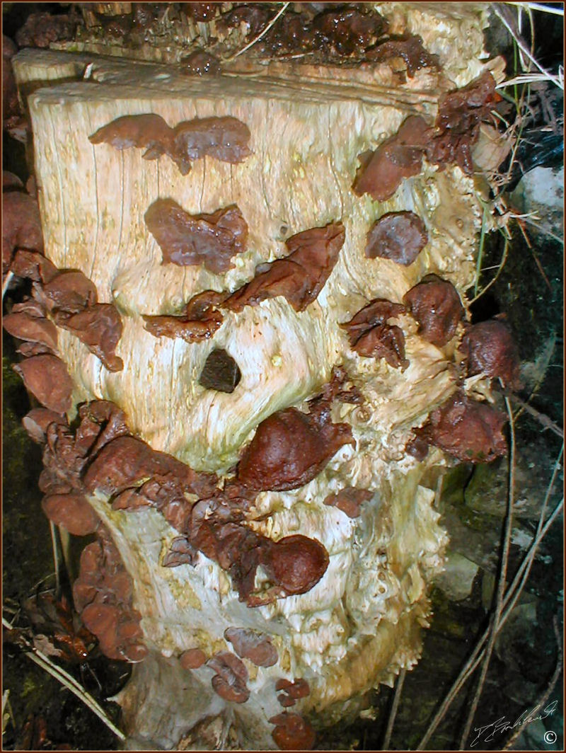 Leafy Brain - Tremella foliacea