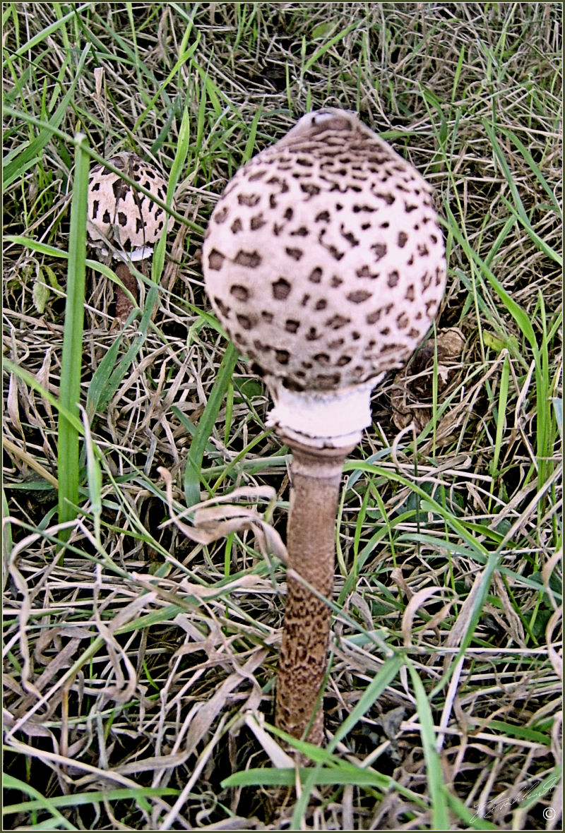 Parasol Mushroom - Macrolepiota procera 1