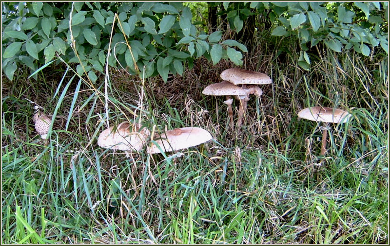 Parasol Mushroom - Macrolepiota procera 2