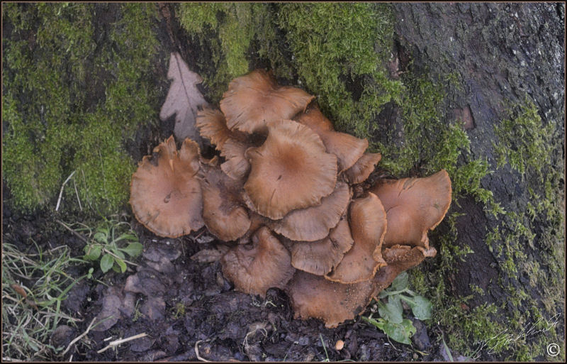Ringless Honey Fungus - Armeillaria tabescens 1