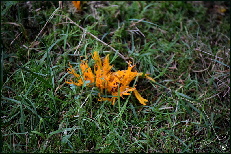 Yellow Staghorn - calocera-viscosa.php