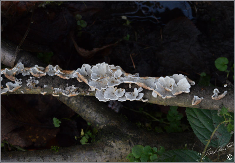 Unidetified Fungi (7b)