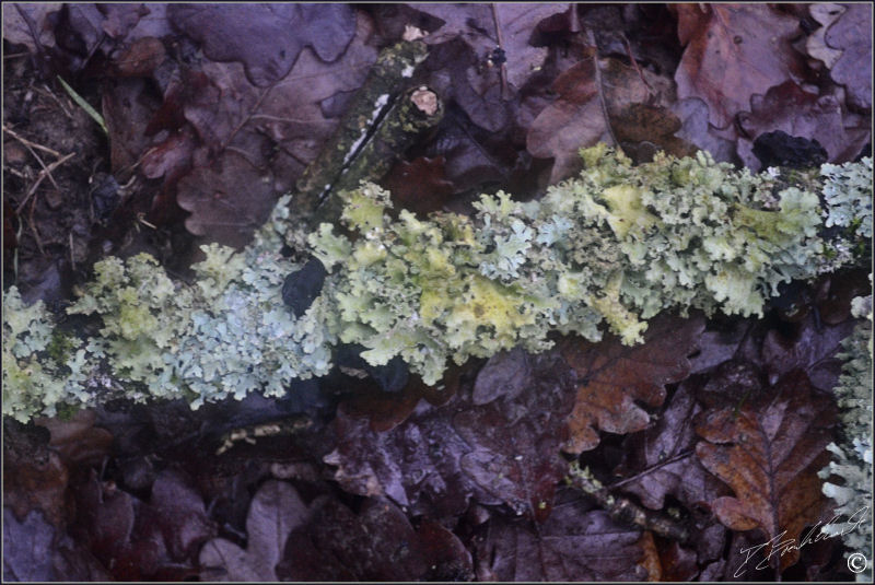Common Greenshield Lichen - Flavoparmelia caperate 1