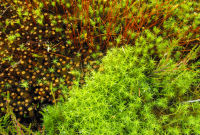 Moss, Lichen and Scenery photography 2