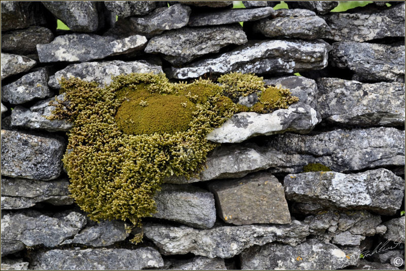 Mossy Wall 2