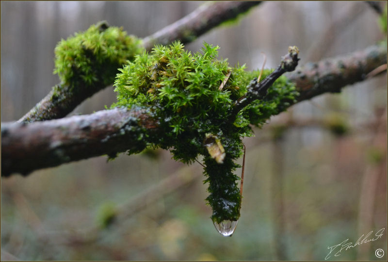 Wood Bristle moss 1