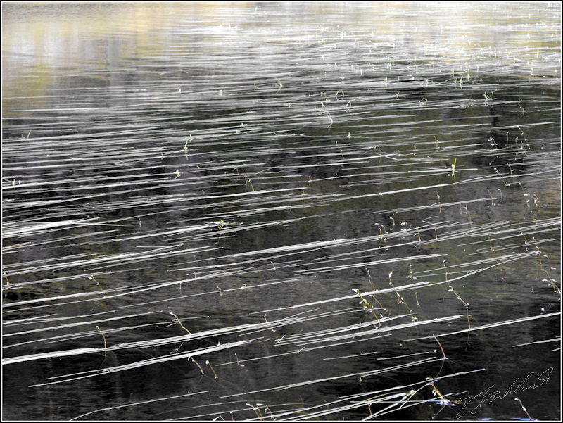 Reeds on water