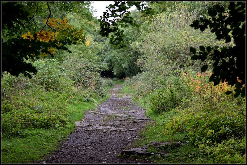 Path from Leyburn