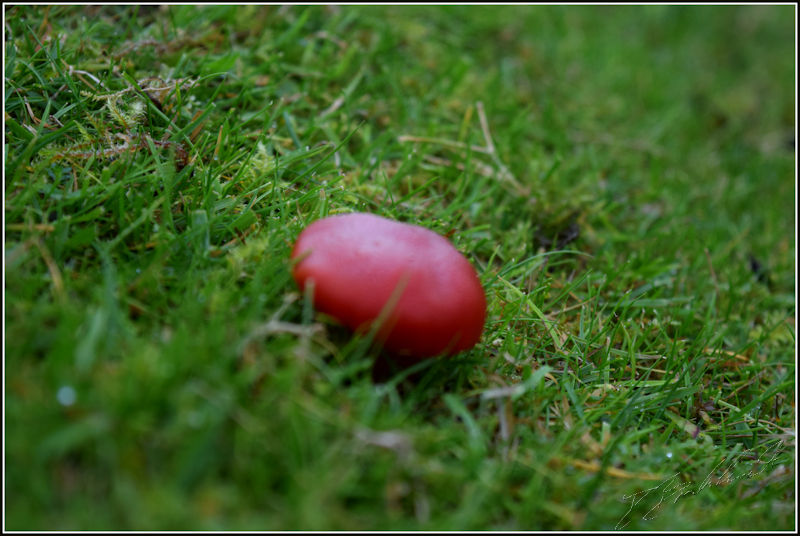Red button mushroom