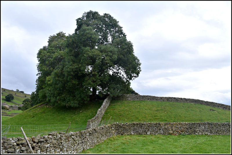 Tree at Healaugh
